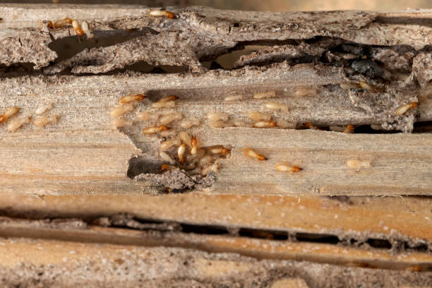 Best Affordable Pest Control Services  in Prophetstown, IL